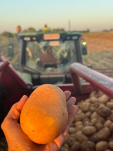 Mano sosteniendo una patata recién cosechada frente a un tractor, en la finca de Los Rosales, Sevilla